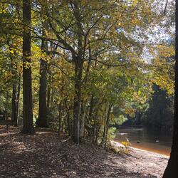 Dreaming While Awake