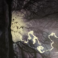 Shadow Forest