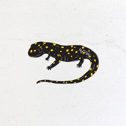 Salamander