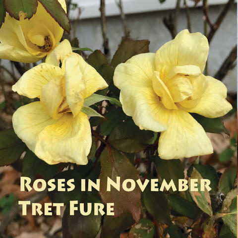 Roses in November