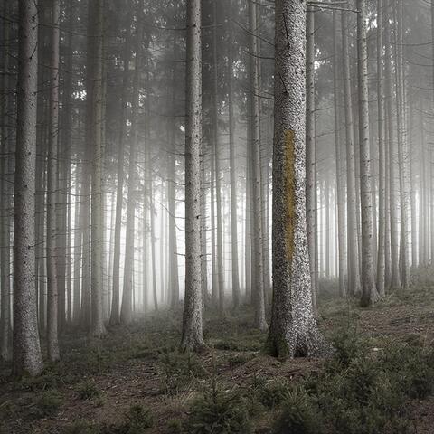 Grey Sun