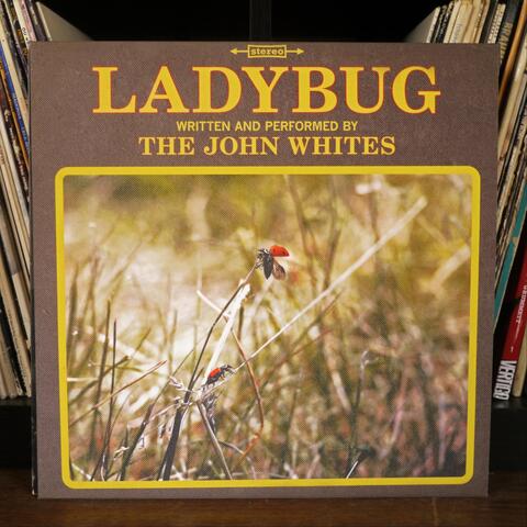 Lady Bug