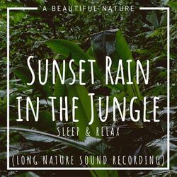 Sunset Rain in the Jungle: Sleep & Relax (Long Nature Sound Recording)