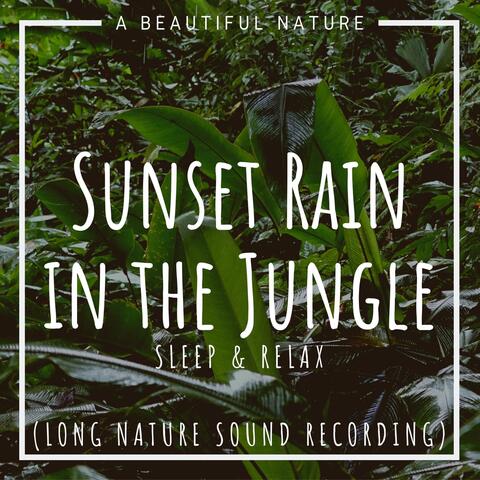 Sunset Rain in the Jungle: Sleep & Relax (Long Nature Sound Recording)