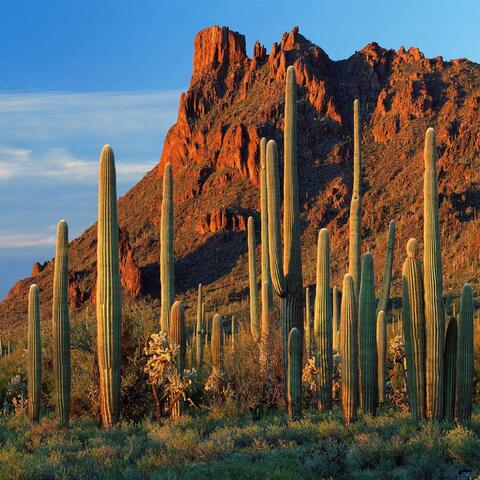 Arizona EP