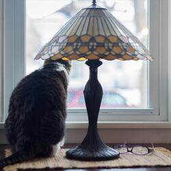 The People Stayed Home