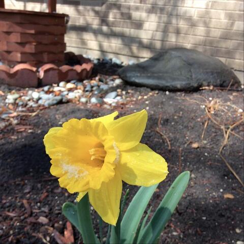 Springtime Serenade