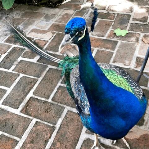Boogaloo Bird