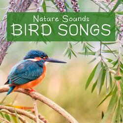 Nature Sounds: Bird Songs, Pt. 30