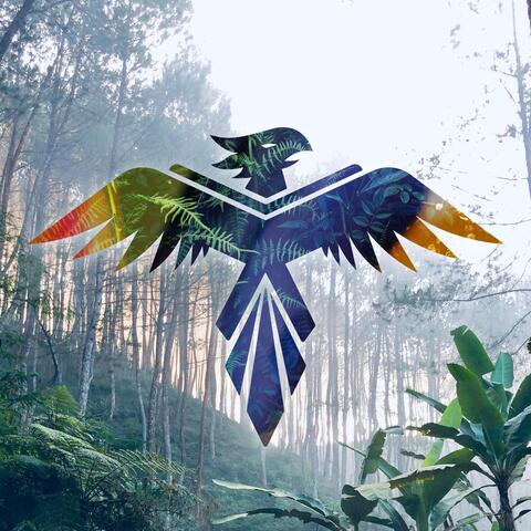Bird of Paradise