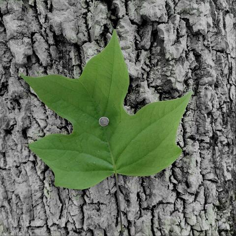 The Migration of the Leaves