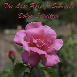 The Last Rose of Summer