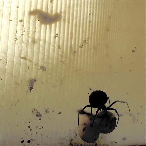 Mean Black Spider