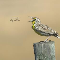 Why Do You Have to Go? (Live)