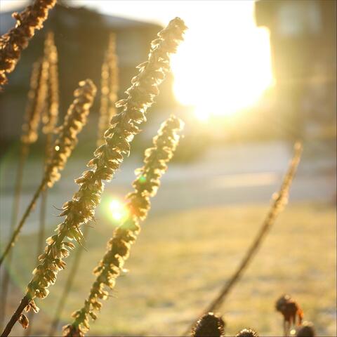Morning Light