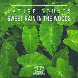 Sweet Rain in the Woods, Pt. 01