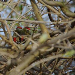 There's Only Two Wilburys Left