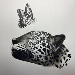 Jaguar Butterfly