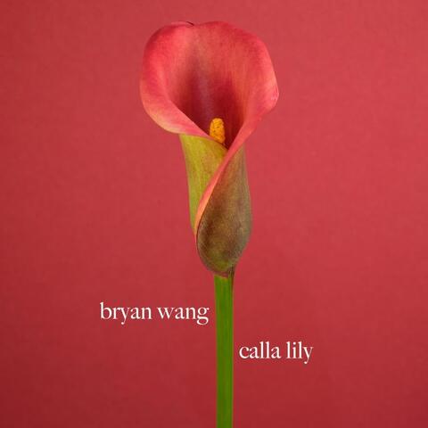 Calla Lily