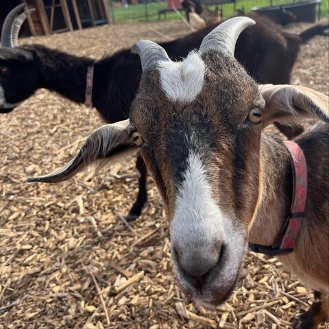 I Love You (Goats) Sooooooo Much! [Live]