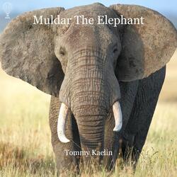 Muldar the Elephant (Studio Edit)