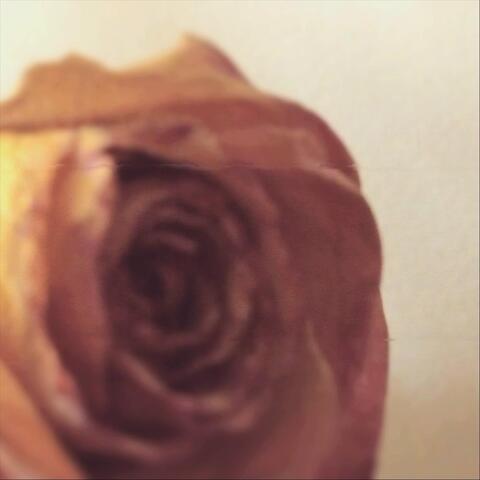 Thorns and Petals
