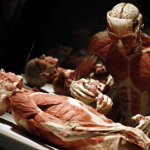Cadaver