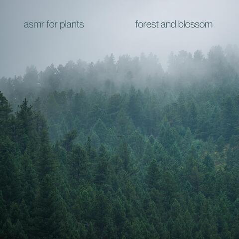 Forest and Blossom