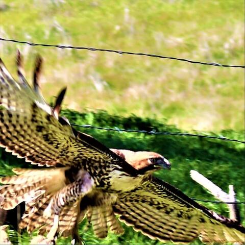 Red Tail Hawk