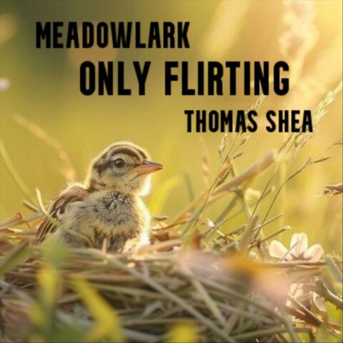 Meadowlark Only Flirting