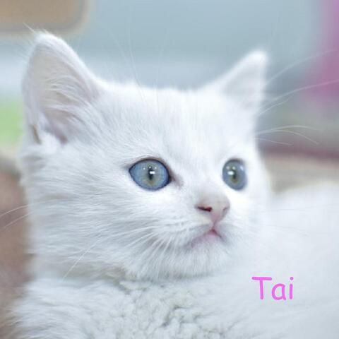 Tai