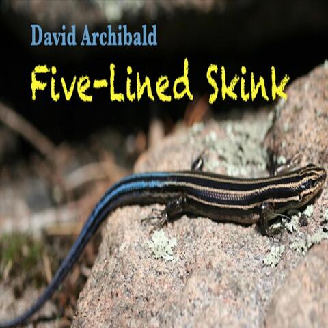 Five-Lined Skink