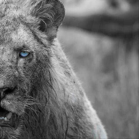 Pit of Lions (feat. Sam Astaroth)