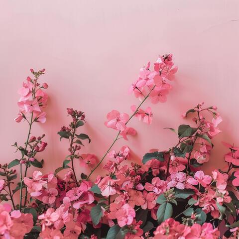 Perfect Pink