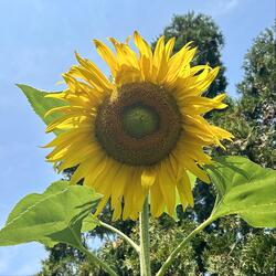 Sunflowers in Heaven
