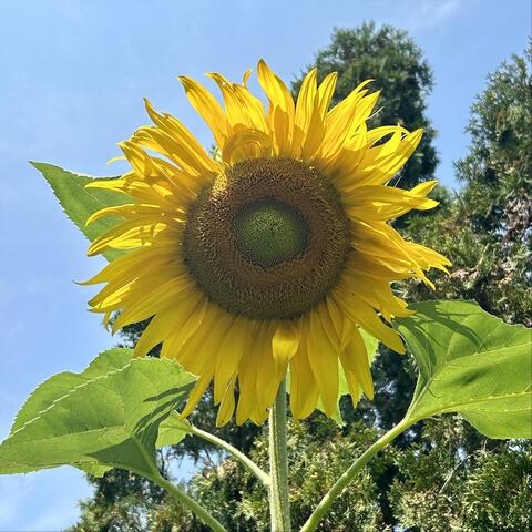 Sunflowers in Heaven