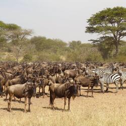 Wildebeest Migration – Serengeti National Park, Tanzania