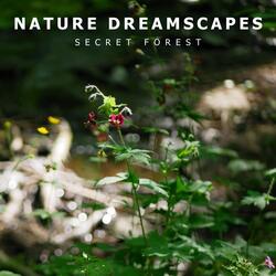 Secret Forest Water Stream