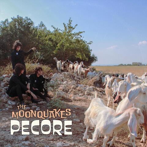 Pecore