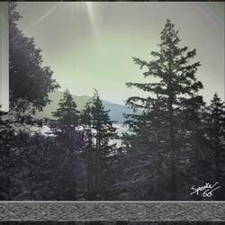 Stream Full of Leaves