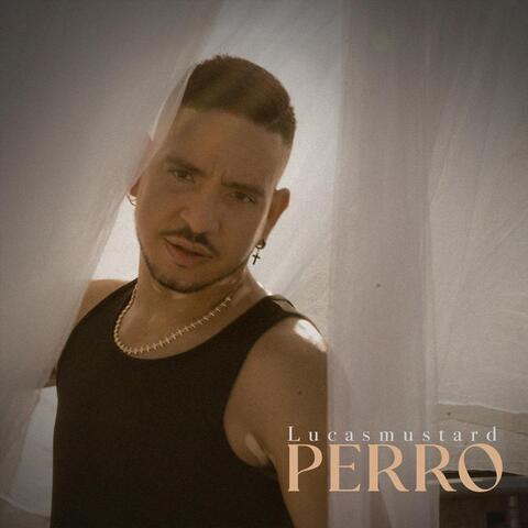 Perro