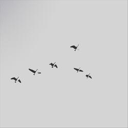 Helicopters