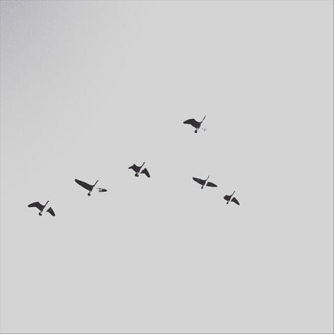 Helicopters