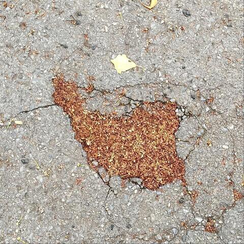 The Sunrise Over The Persian Gulf