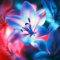 Be Like Water (feat. Apollo)