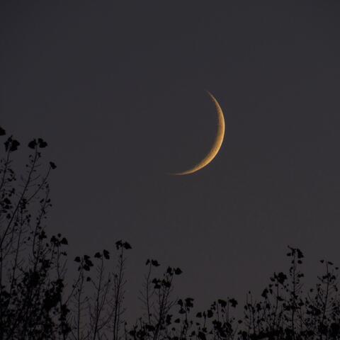 Spirit of the Night