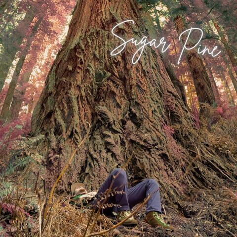 Sugar Pine