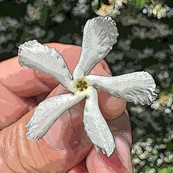 Jasmine