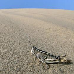Crickets