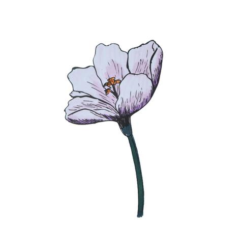 Crocus